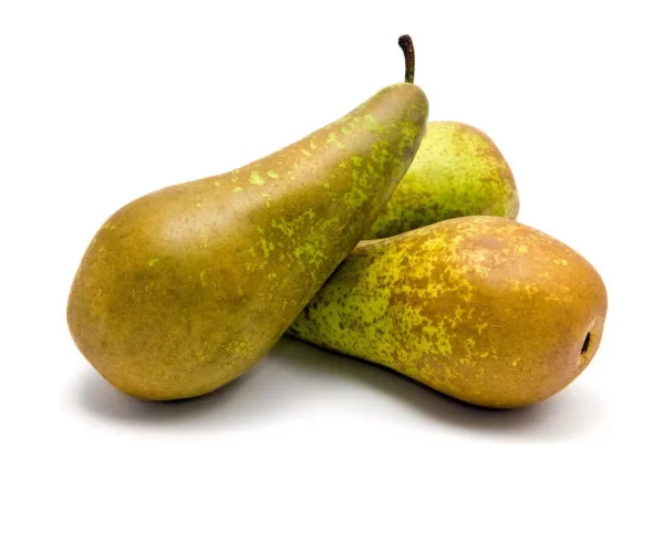 pera-conferencia-product pera-conferencia-product